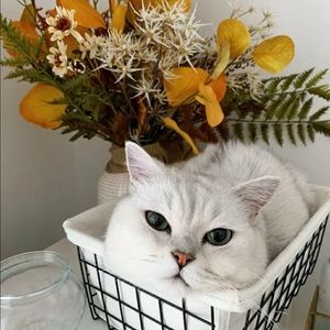 Meet your Posher, Abigail